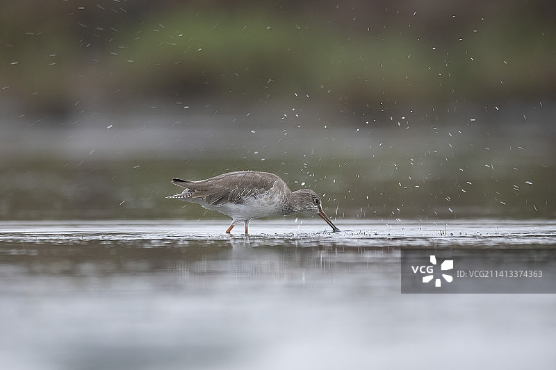 栖息在湖中的鹬侧视图，越南胡志明市图片素材