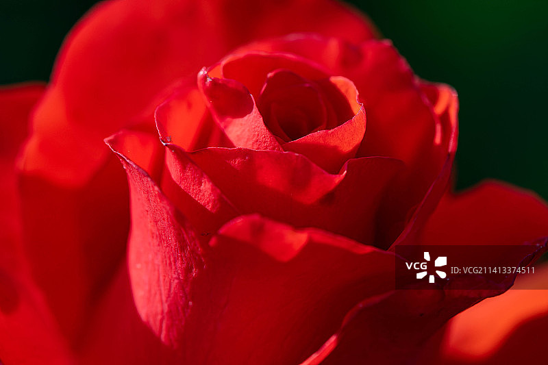 乌克兰利沃夫州红色玫瑰特写图片素材