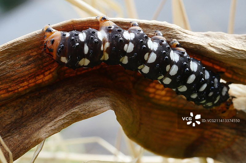 日本山口县下关市木头上昆虫的特写图片素材