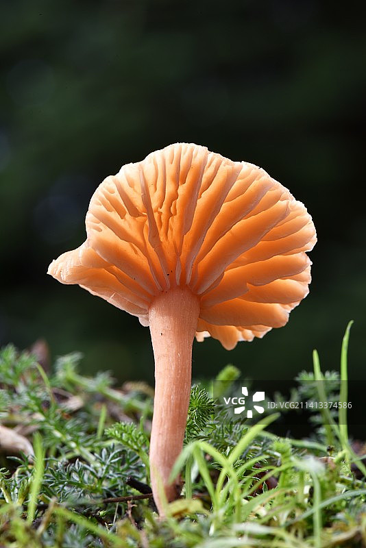 法国田野蘑菇特写图片素材