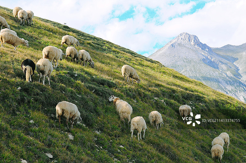 意大利阿布鲁佐绿色山上的绵羊风景图片素材
