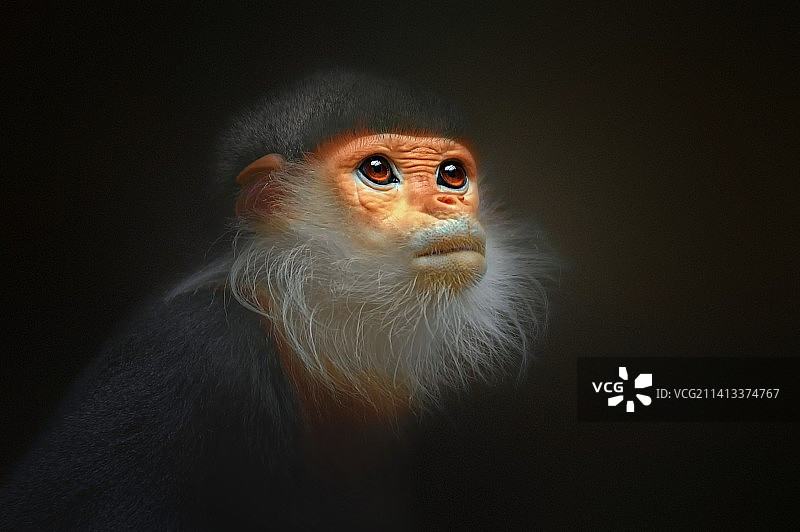 捷克共和国黑色背景下的仰鼻猴特写图片素材