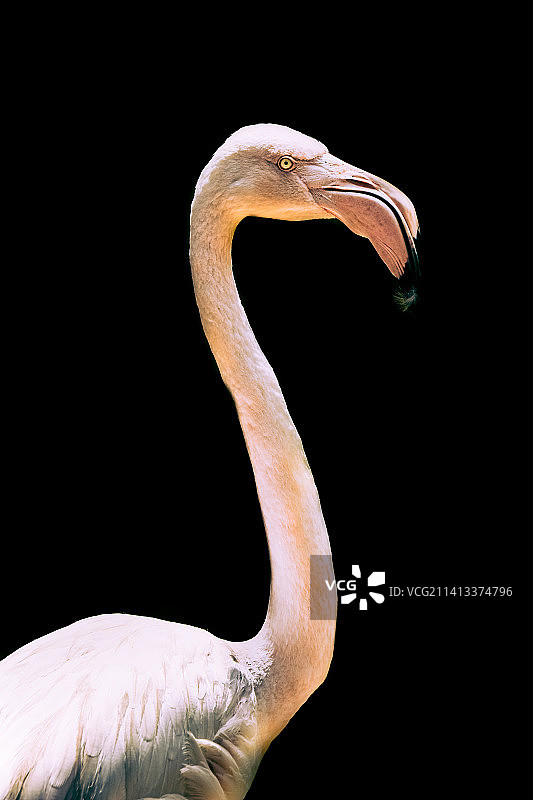 黑色背景下的智利大红鹳特写图片素材