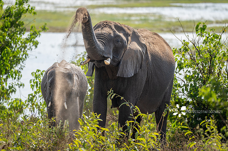 博茨瓦纳非洲草原象扬沙图片素材