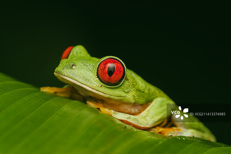 红叶特写，蓬塔雷纳斯省锡尔佩，哥斯达黎加图片素材