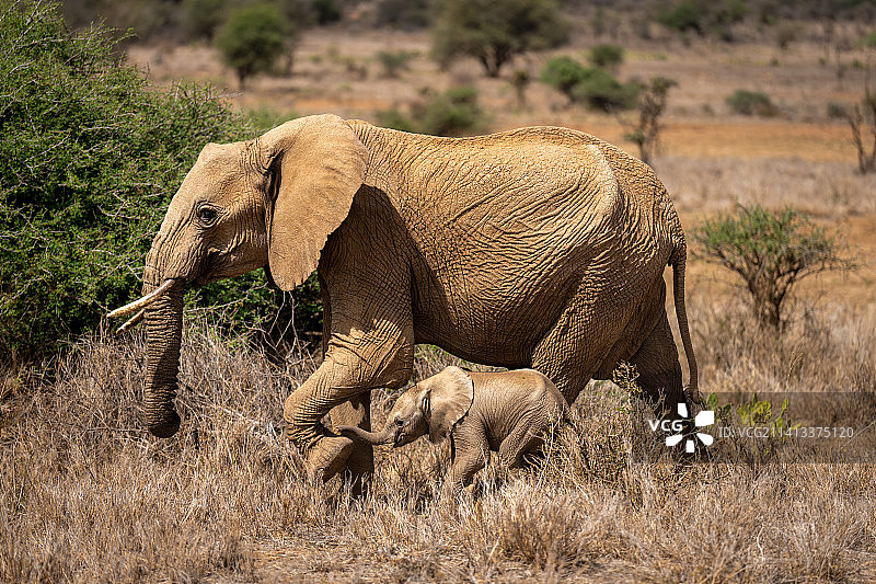 非洲丛林象带着幼崽穿过灌木丛，肯尼亚图片素材
