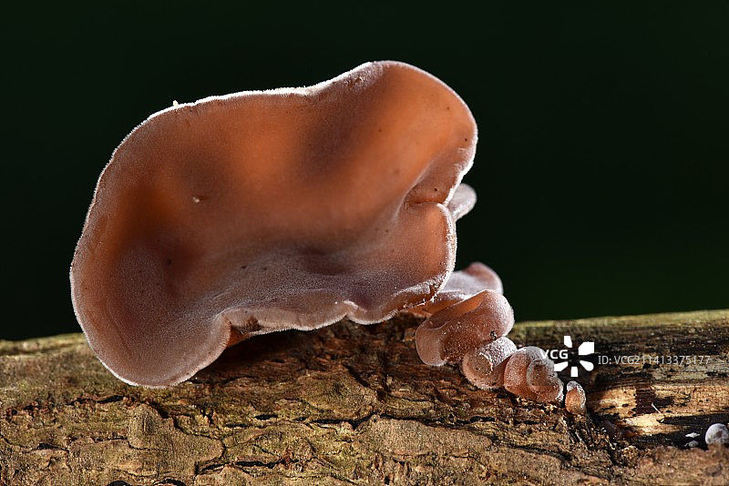 黑色背景下的木头上蜗牛特写，法国图片素材