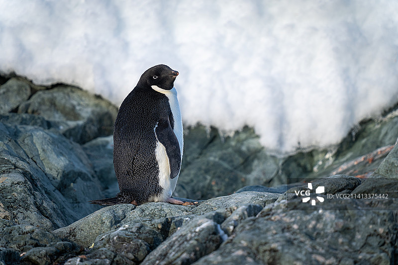 南极洲，站在岩石上观看摄像头的阿德利企鹅图片素材