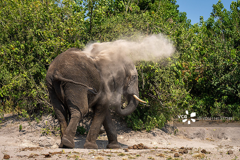 非洲象扬尘沐浴，博茨瓦纳图片素材