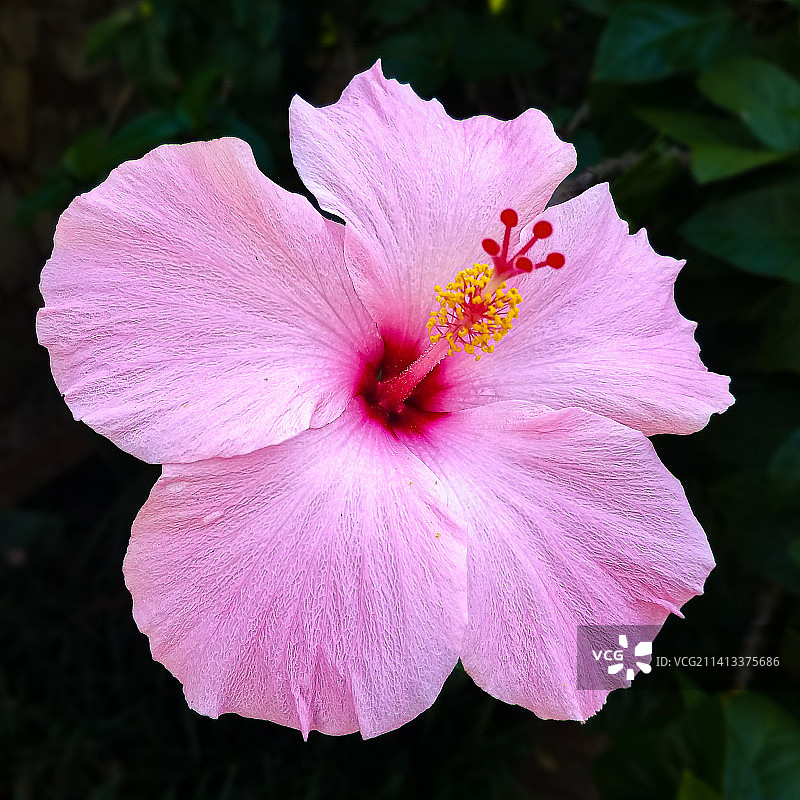 粉色芙蓉花特写，美国佛罗里达州棕榈港图片素材