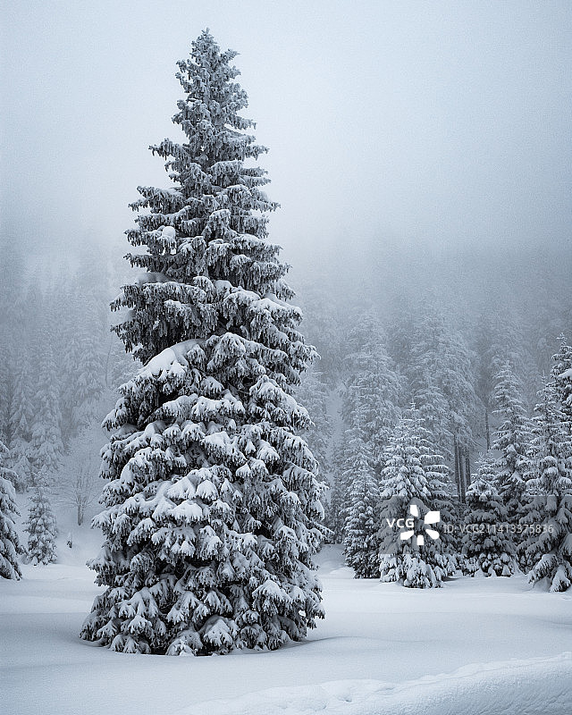 波兰巨山雪原上的树木图片素材