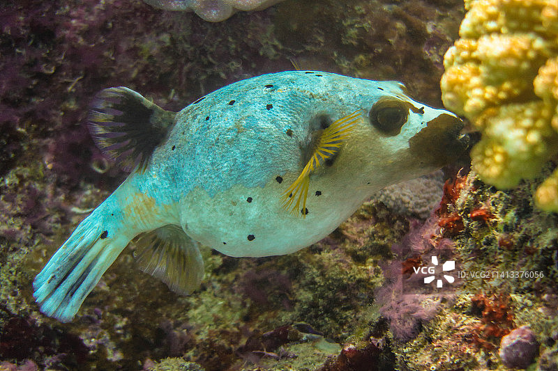热带气球鱼特写，大堡礁，澳大利亚昆士兰州图片素材