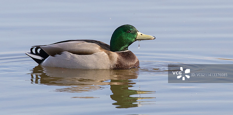 英国格洛斯特郡斯利姆布里奇湖中游泳的绿头鸭特写图片素材