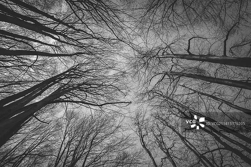 意大利天空下的光秃树木仰视图片素材