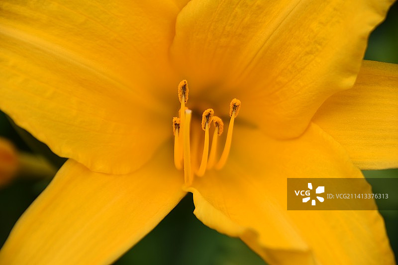 危地马拉的黄色花朵特写图片素材