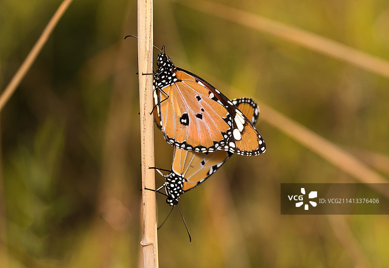 树叶上的蝴蝶特写图片素材