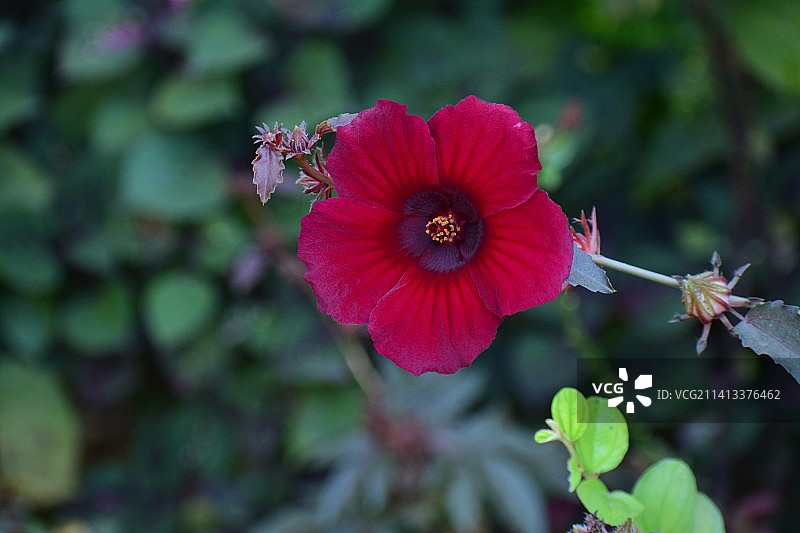 红色植物花卉特写，孟加拉国图片素材