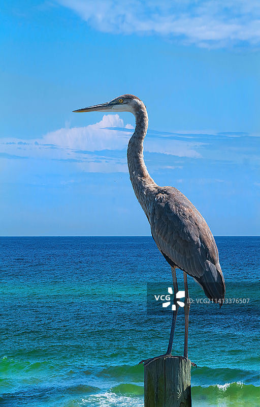 坐在海湾码头上，美国佛罗里达州德斯坦图片素材