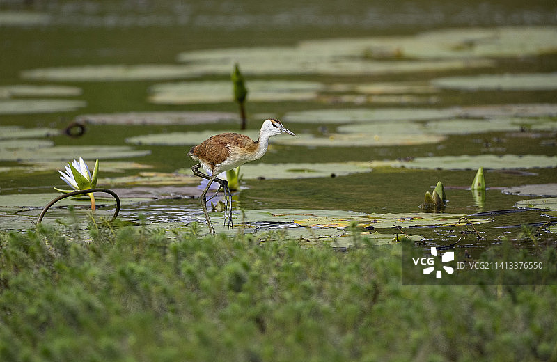 津巴布韦马托博山湿地风光图片素材