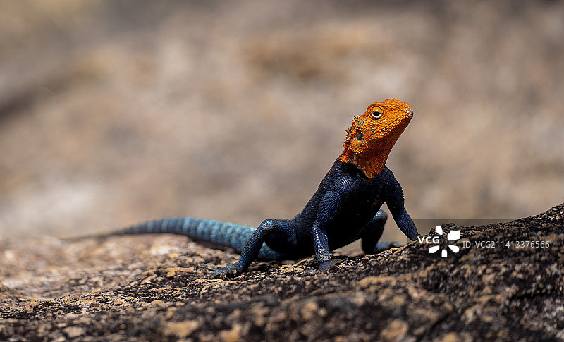 津巴布韦马托博国家公园岩石上的蜥蜴特写图片素材