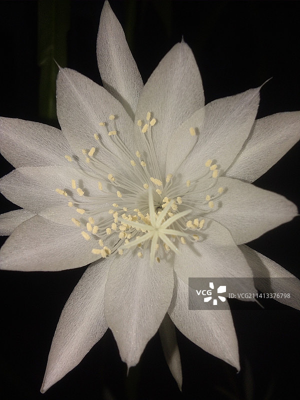 黑色背景下的白色花朵特写，印度尼西亚图片素材