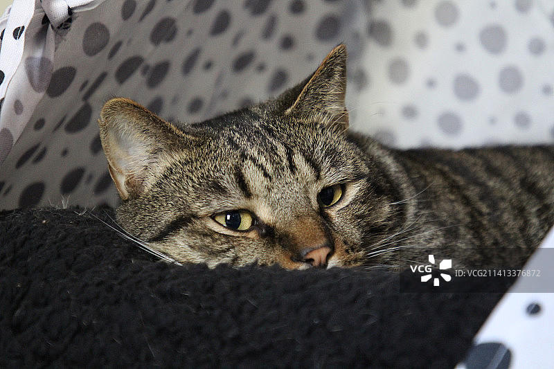 美国田纳西州纳什维尔床上放松的猫特写肖像图片素材