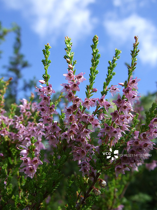 挪威兰佩兰粉色植物鲜花特写图片素材
