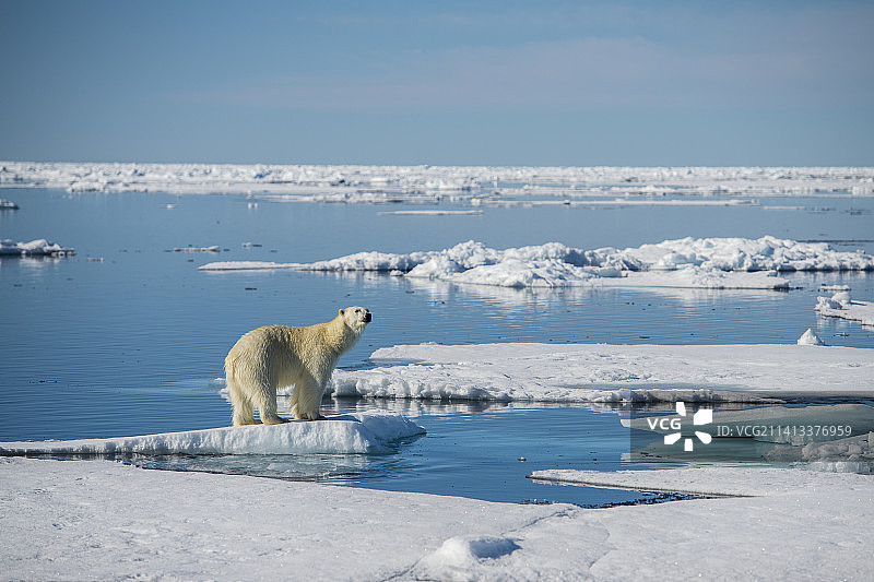 在挪威斯瓦尔巴特群岛北极海冰上的雄性北极熊图片素材