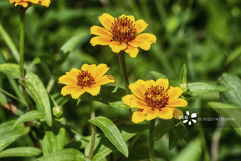 黄色开花植物特写，巴西图片素材