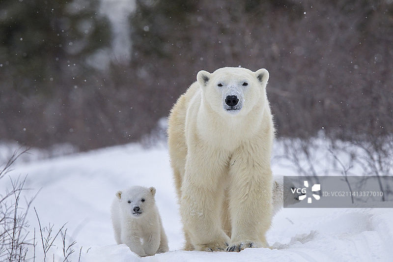 加拿大瓦普斯克国家公园雪地里的北极熊幼崽一家图片素材