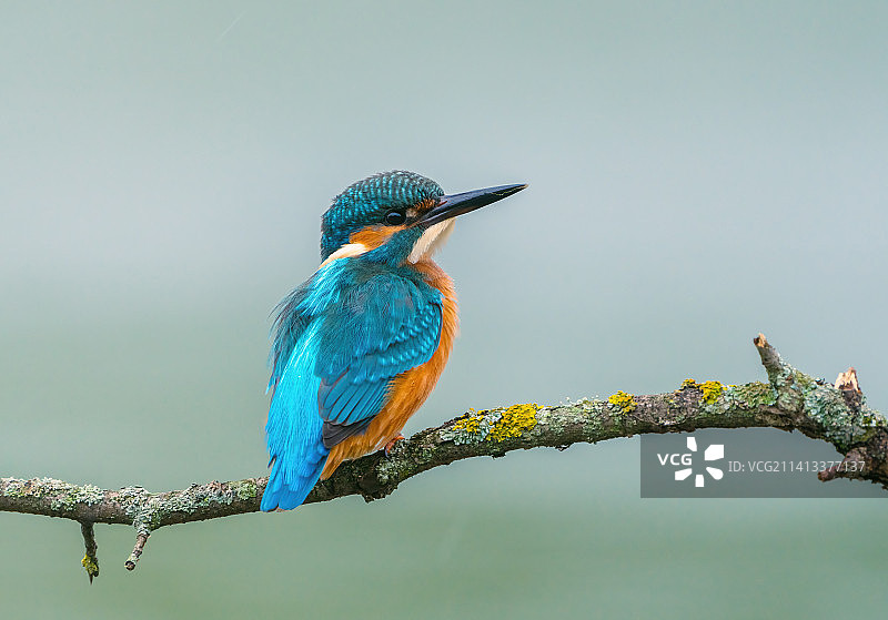 翠鸟栖息在长满苔藓的树枝上，俄罗斯利佩茨克州利佩茨克图片素材