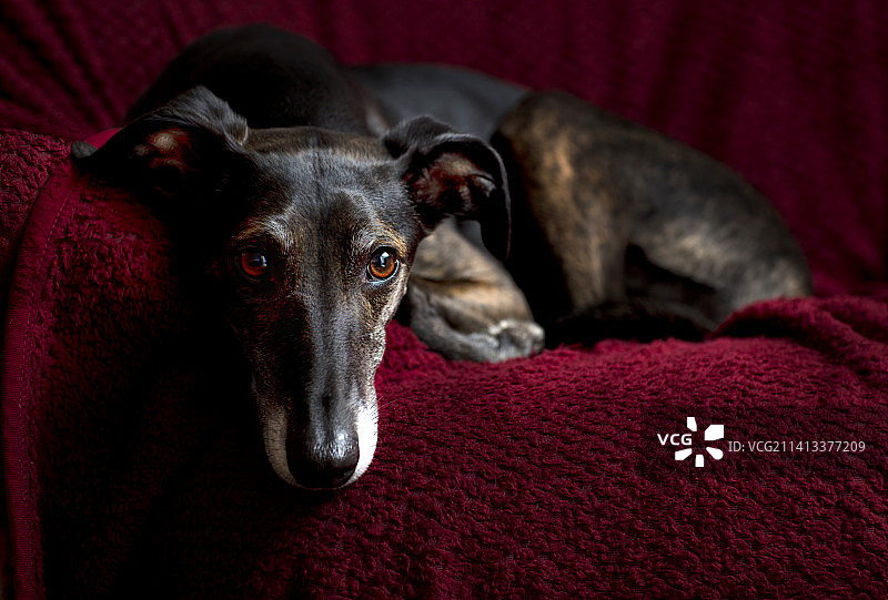 英国新森林区灵缇犬床上休息特写肖像图片素材