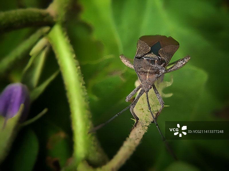 蛛网上的蜘蛛特写图片素材