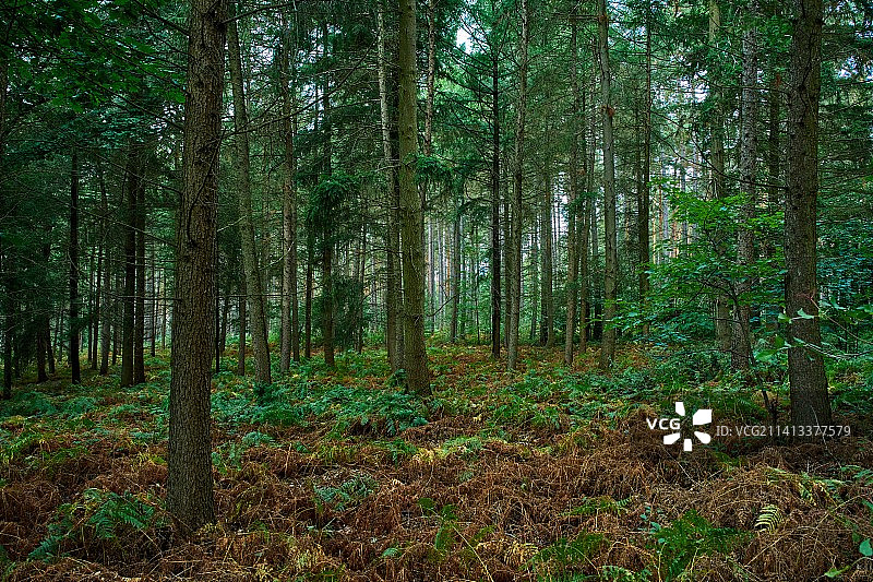 比利时森林树木图片素材