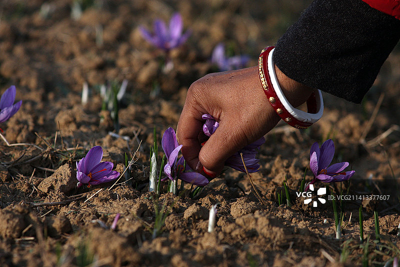女游客在克什米尔采摘番红花图片素材