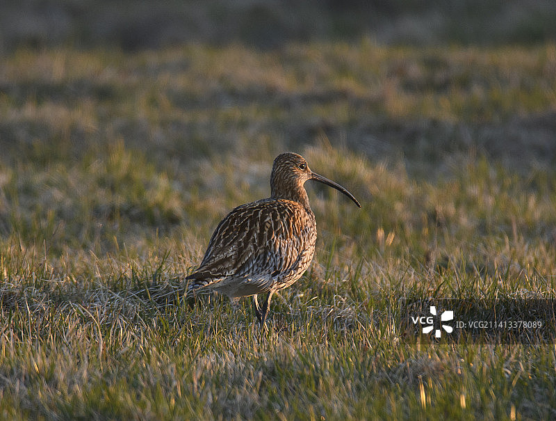 丘鹬栖息在瑞典草地上的特写图片素材