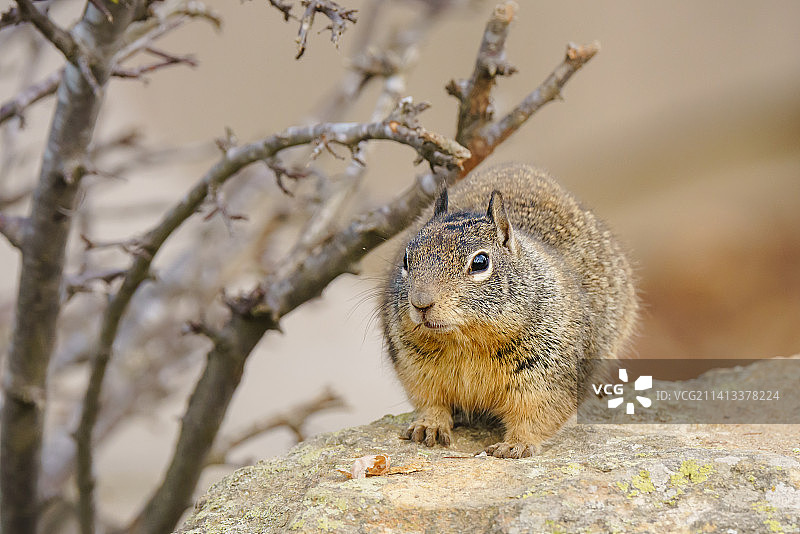 加州城市公园岩石上的可爱松鼠图片素材