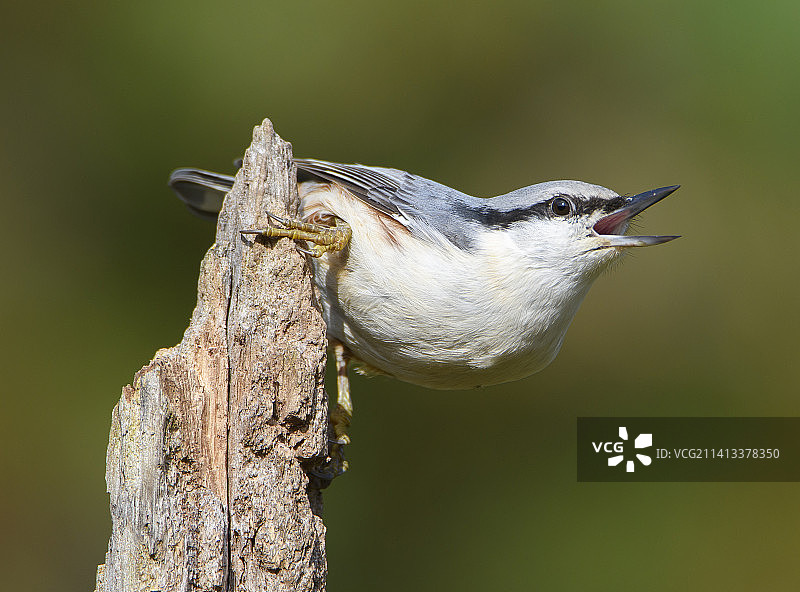 攀雀栖息在树枝上的特写，瑞典图片素材