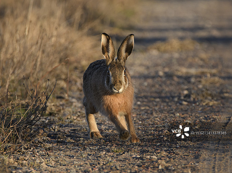 瑞典田野上的兔子特写图片素材