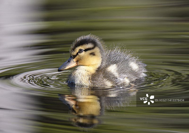 母绿头鸭图片素材