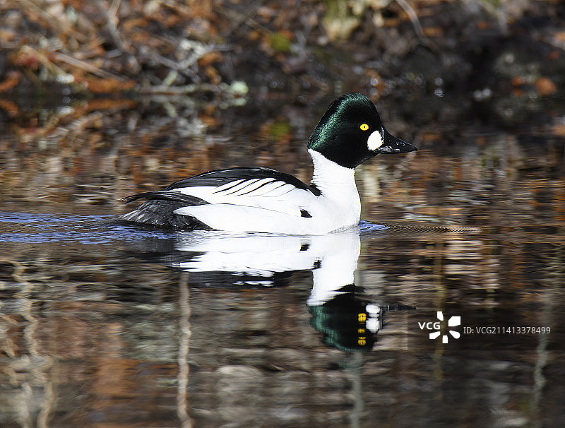 瑞典湖中游泳的海鸭特写图片素材