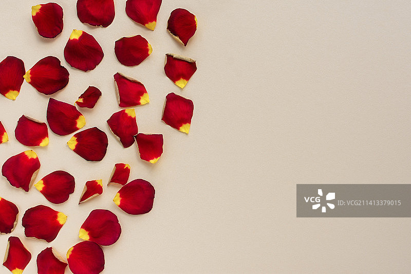 桌子上的玫瑰花瓣，俄罗斯图片素材