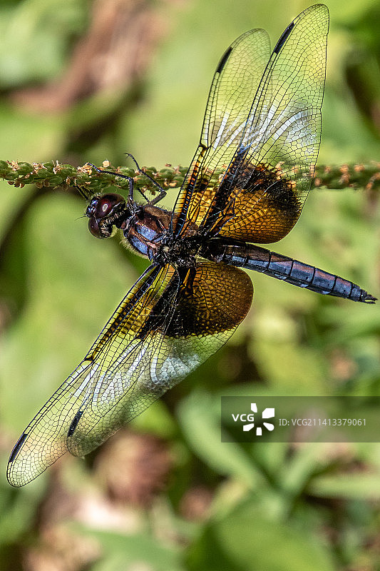 美国塞内卡溪公园的寡妇蜻蜓雌性图片素材