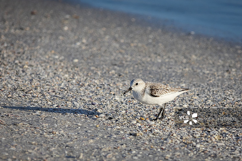 在美国海滩上享用早餐的沙锥鸟图片素材