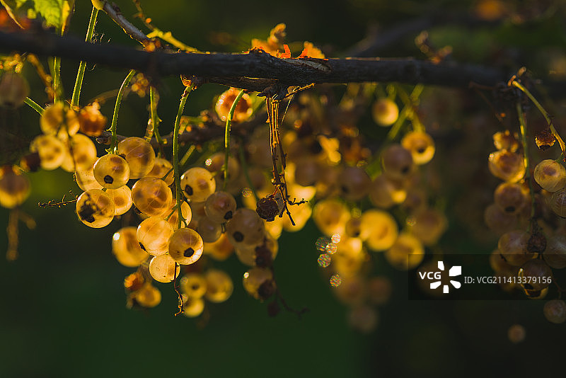 夕阳下的灌木丛中的白色醋栗图片素材