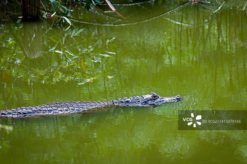 巴西湖中鳄鱼的俯视角度照片图片素材