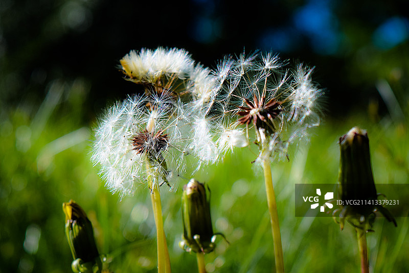 阿肯色州卡博特市的蒲公英花朵特写图片素材