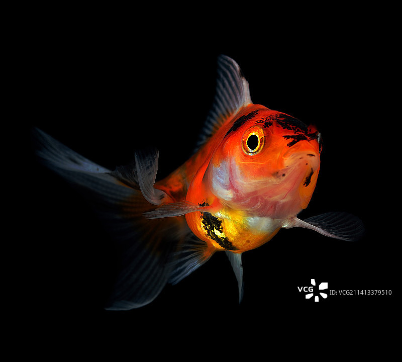 黑背景下游动的金鱼特写图片素材