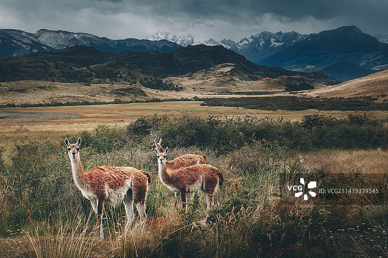 鹿站在田野上的画像图片素材