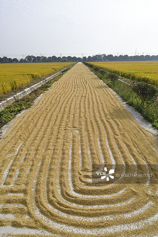 稻田晒谷图片素材
